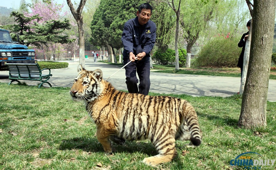 江蘇徐州：飼養員牽6個月大老虎公園里遛彎