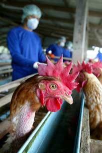 Thailand confirms two cases of bird flu 