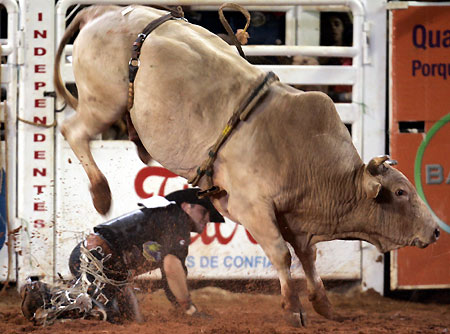 cowboy competes during the Barretos Rodeo International Festival in Barretos, 438 km (272 miles) northwest of Sao Paulo, Brazil, in this file picture from August 28, 2005. Raucous bullriding rodeos were banned on October 26, 2005, in Brazil's most populate state, Sao Paulo, on fears they could further spread foot-and-mouth disease in the world's biggest cattle-raising country.