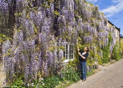 英國一人家紫藤花盛開 如“紫色瀑布”覆蓋整個(gè)房屋