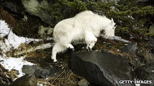 一名美國(guó)登山者公園內(nèi)遭野生白山羊襲擊喪生