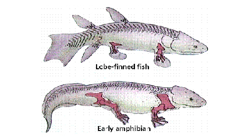 科學家引入新基因化魚鰭為“腿” 有望再現(xiàn)進化過程