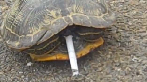 滿(mǎn)地找煙頭的獵犬、被迫戒煙的猩猩 動(dòng)物“煙鬼”的滑稽百態(tài)
