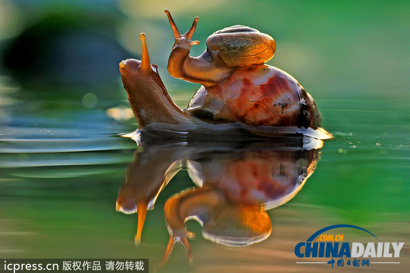 偷懶不分種族 瞧瞧動物界的“搭便車”現象