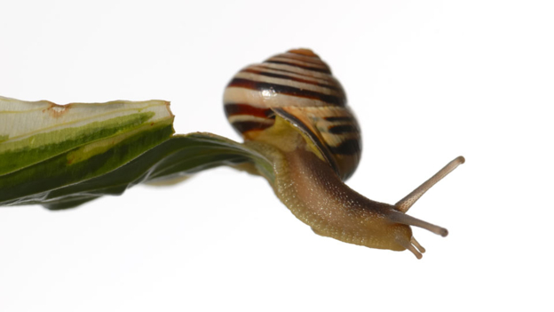 Out on a limb 處于危境、孤立無(wú)援