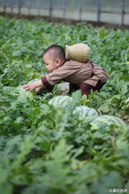2歲萌娃吆喝自家西瓜 這個“瓜娃子”要火?。ńM圖）