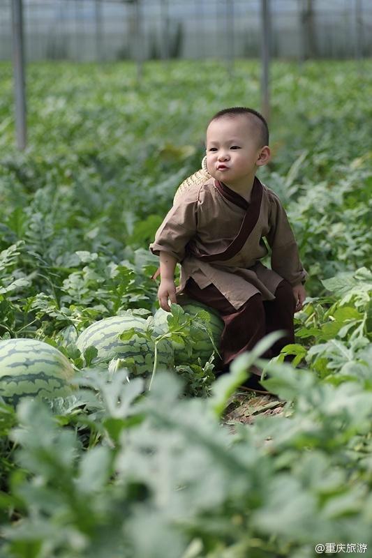 2歲萌娃吆喝自家西瓜 這個(gè)“瓜娃子”要火！（組圖）