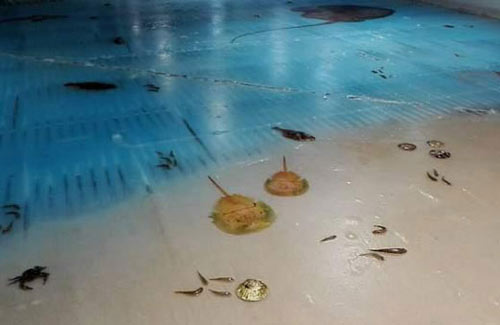 日本滑冰場(chǎng)冰面下凍5000條魚 創(chuàng)意過頭惹眾怒