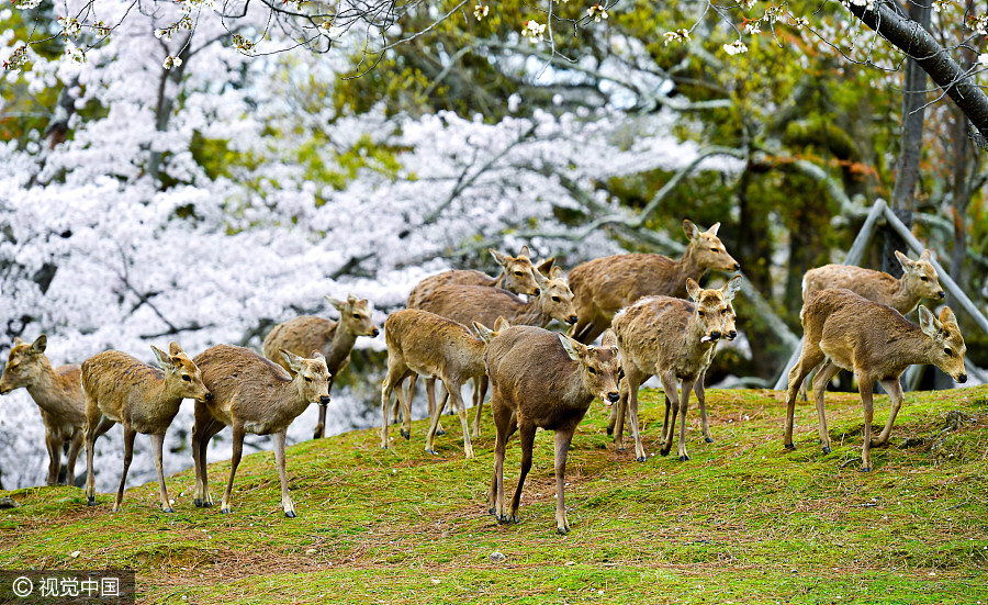 日本奈良公園櫻花盛開(kāi) 小鹿穿梭其中如林間精靈（組圖）