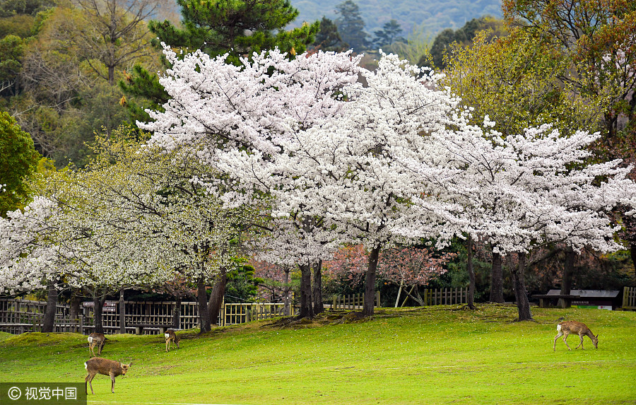 日本奈良公園櫻花盛開(kāi) 小鹿穿梭其中如林間精靈（組圖）
