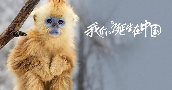 《我們誕生在中國》美國熱映 大熊貓、金絲猴、雪豹海外圈粉