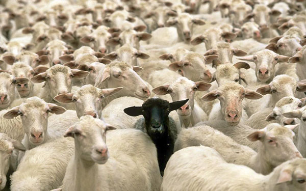 替罪羊（scapegoat）、敗家羊（black sheep），為何英語中背鍋的總是羊