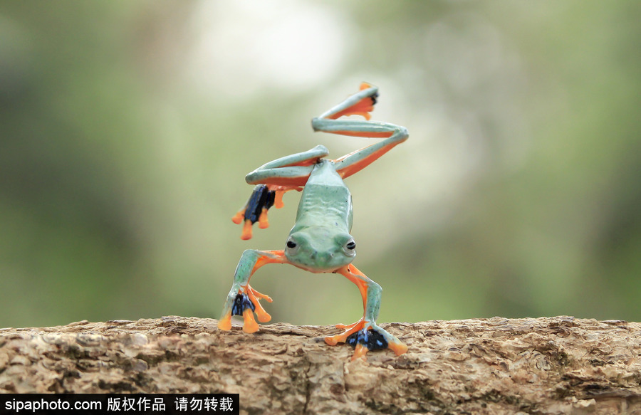 你的“蛙兒子”回來了嗎？盤點動物界佛系蛙日常萌照（組圖）