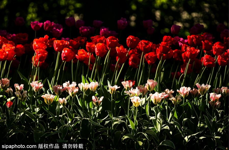 郁金香花節在俄羅斯圣彼得堡舉行 五顏六色花海迎客（組圖）