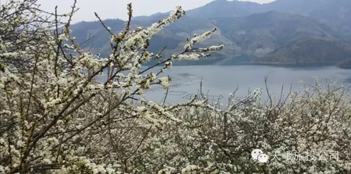 Spring flowers in season I