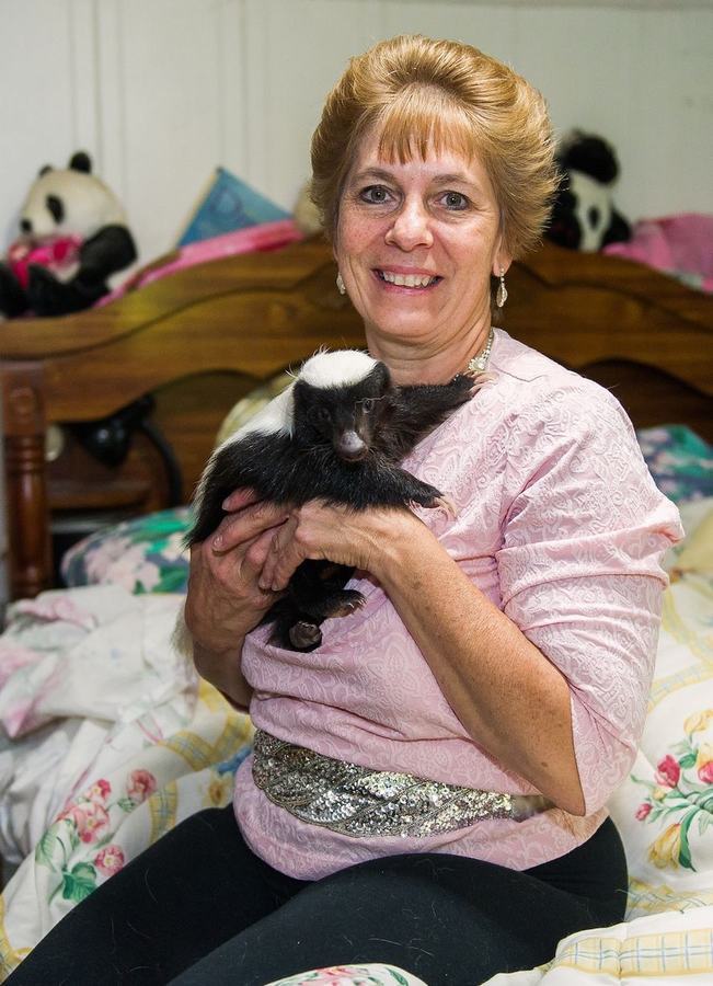 情有獨鐘！美婦女飼養50只臭鼬當寵物(組圖)