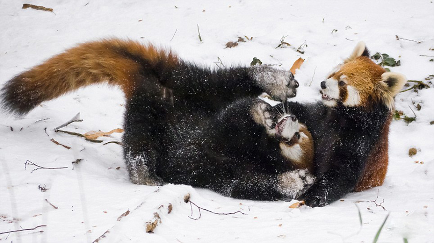 逗趣！美動物園小熊貓雪中嬉鬧打滾(組圖)